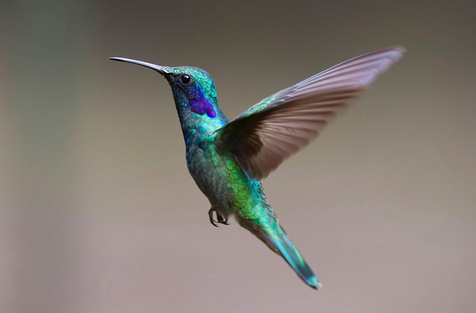 colibrì